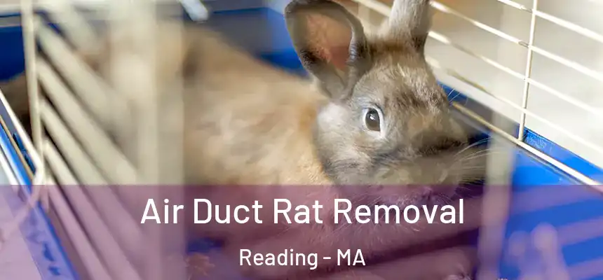Air Duct Rat Removal Reading - MA
